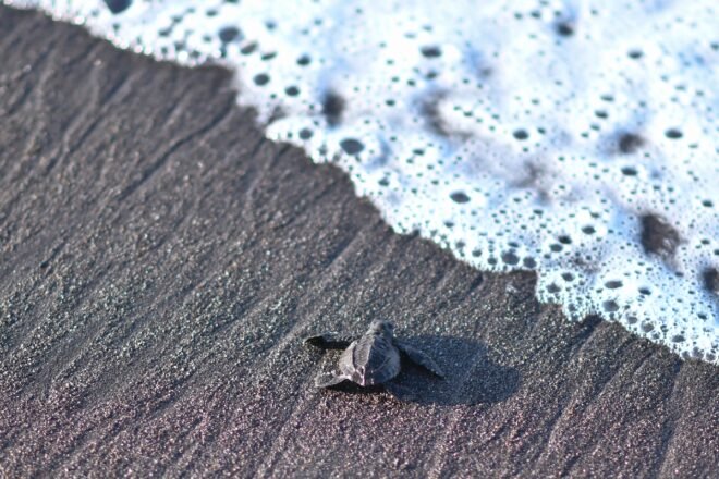 Una cría de tortuga negra (Chelonia mydas agassizzi), se dirige al mar después de ser liberada en la playa de Sipacate, a unos 135 km al sur de Ciudad de Guatemala el 17 de agosto de 2020© AFP Johan ORDONEZ